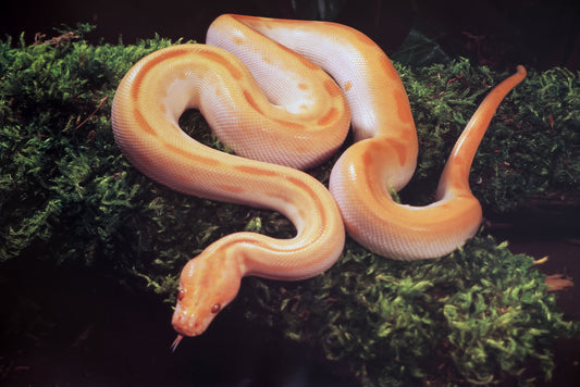 Albino Green Burmese Python - Poster 17.5" x 24.5"