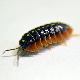 Isopods & Springtails