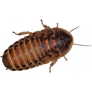 Roaches