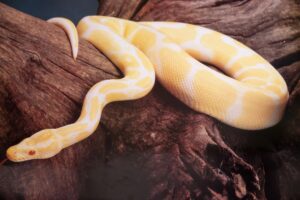 Albino Ball Python Poster