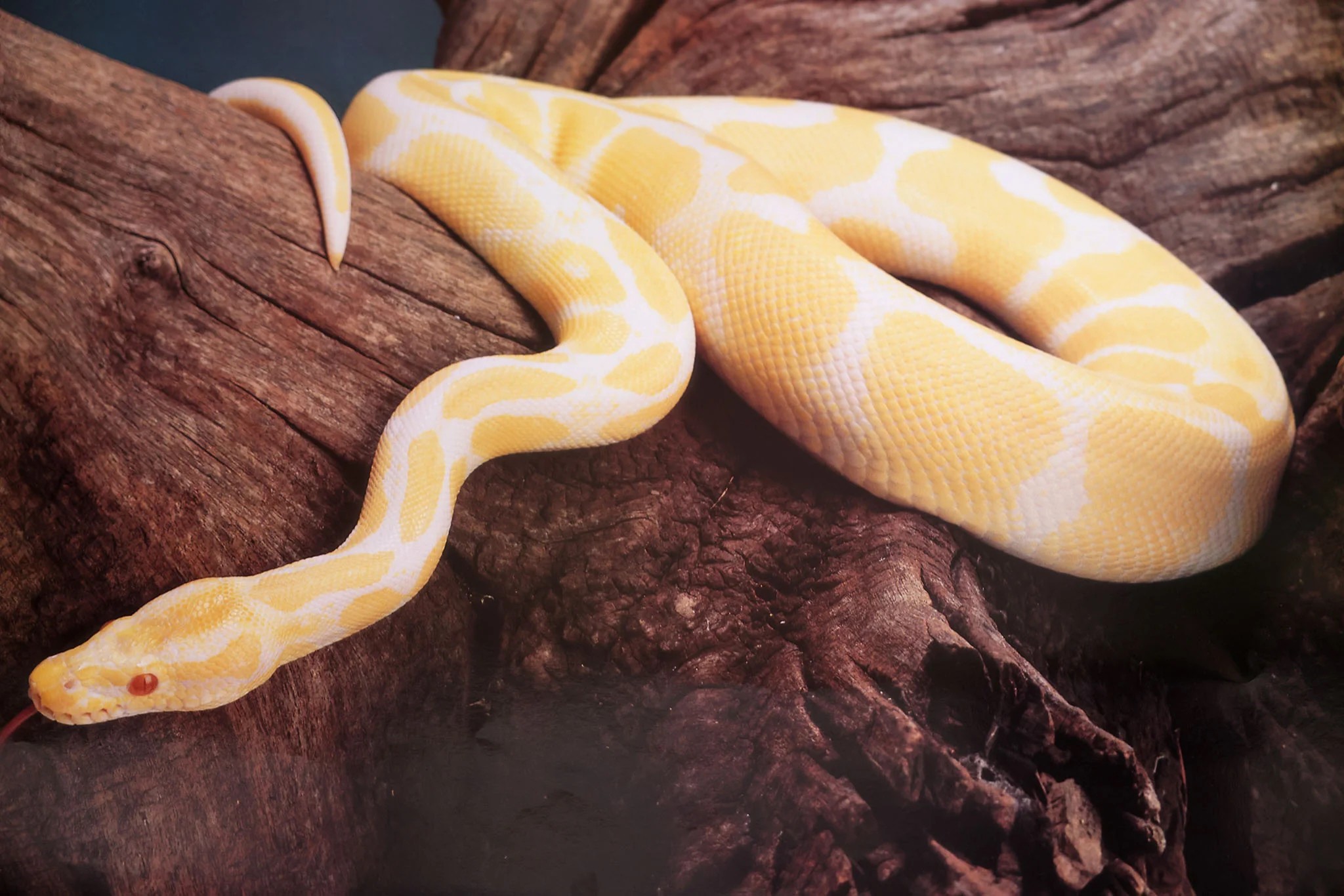 Albino Ball Python Poster
