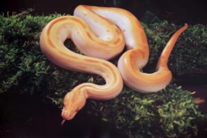 Albino Green Burmese Python Poster