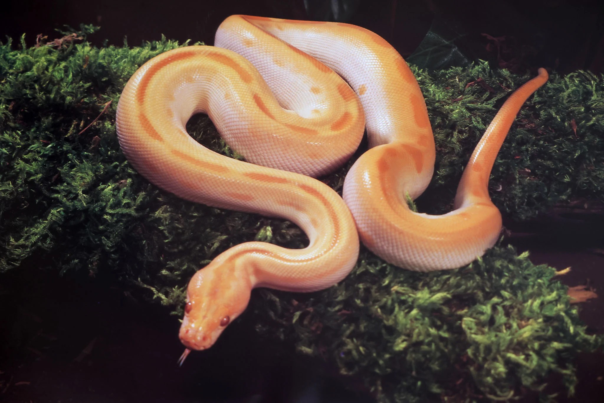 Albino Green Burmese Python Poster