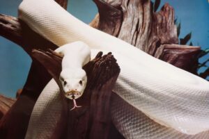 Lucid Burmese Python Poster