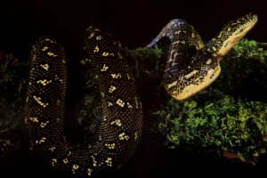 Diamond Carpet Python Poster