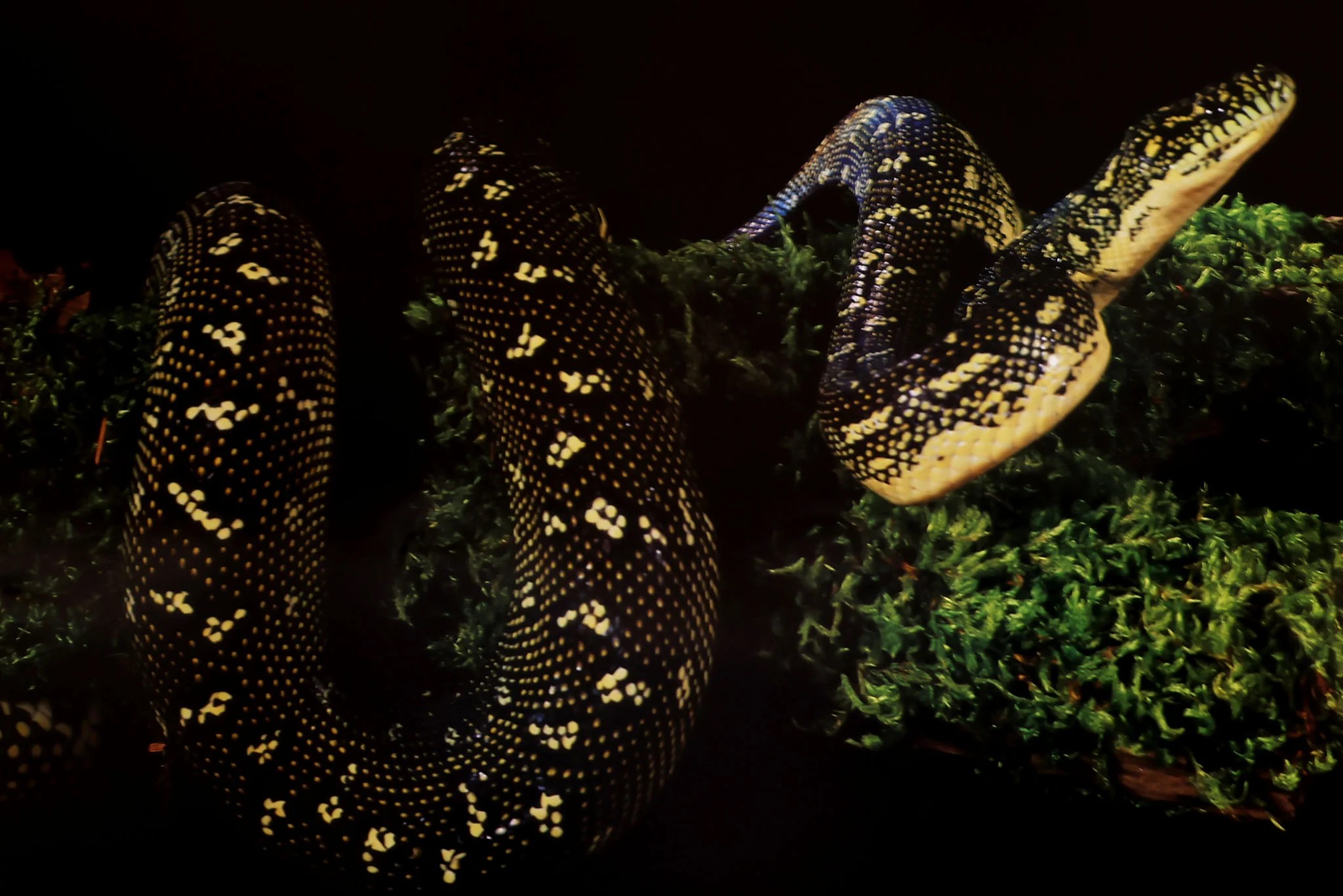 Diamond Carpet Python Poster