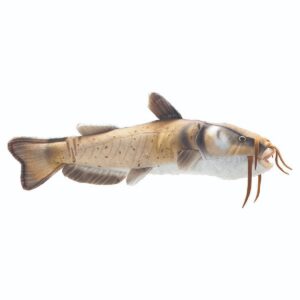 Catfish Plush Stuffed Animal