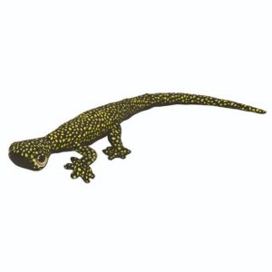 Ocellated Velvet Gecko Plush