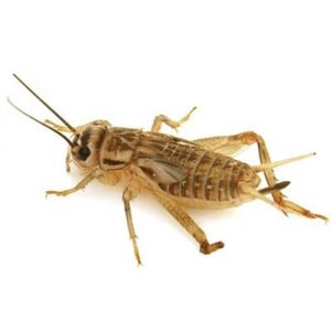 Crickets